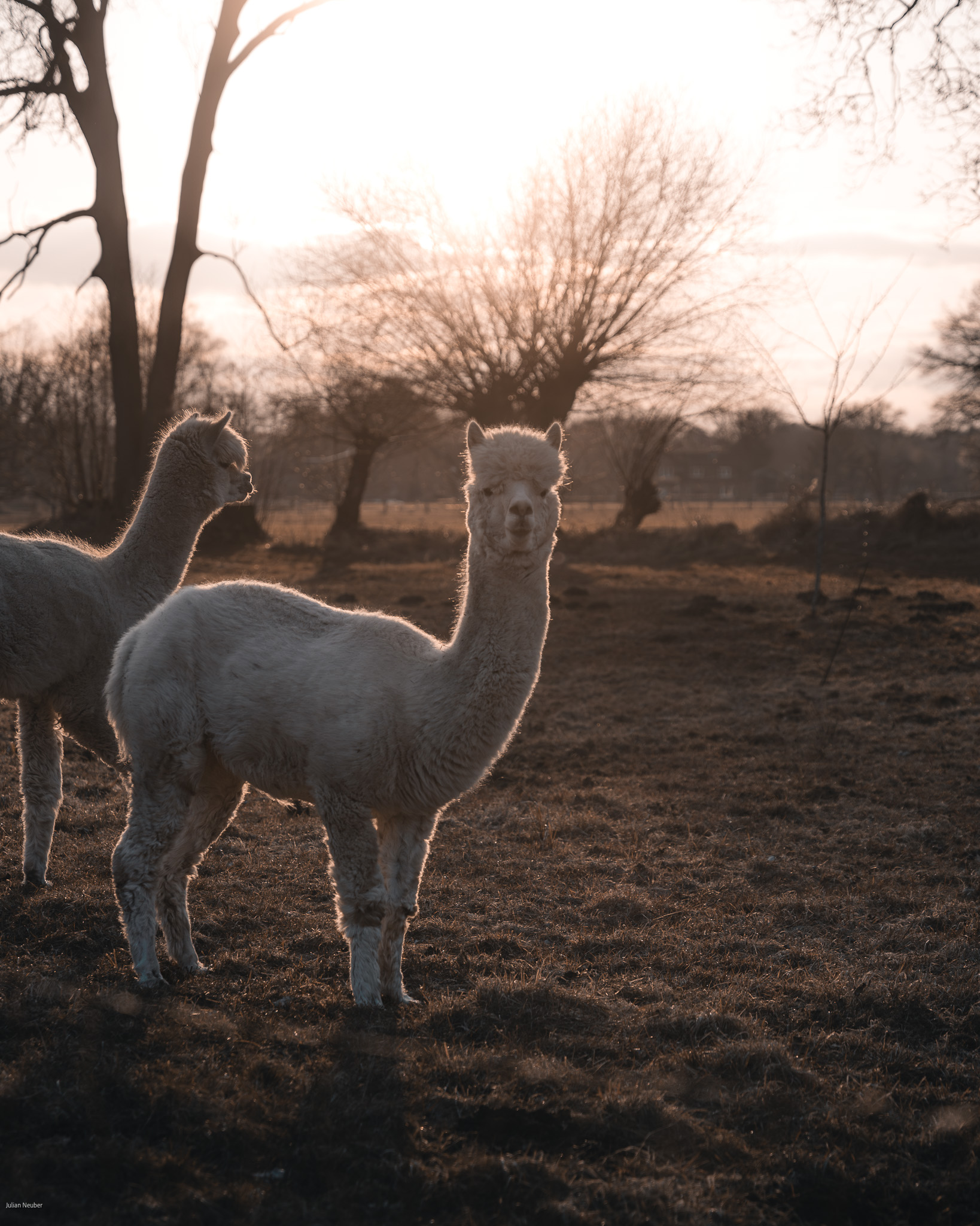 Alpaka – Meet & Greet